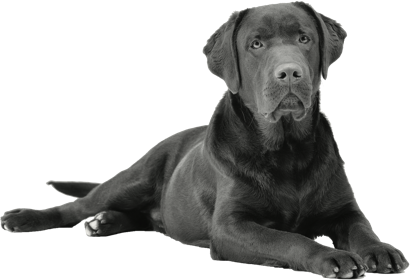 Chien