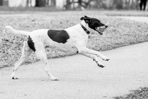 Chien sportif