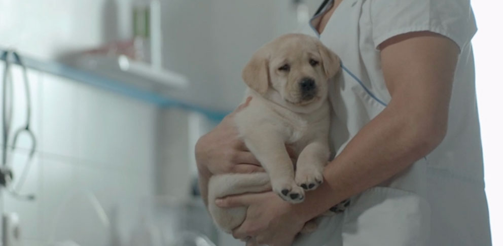 Vétérinaire avec chien